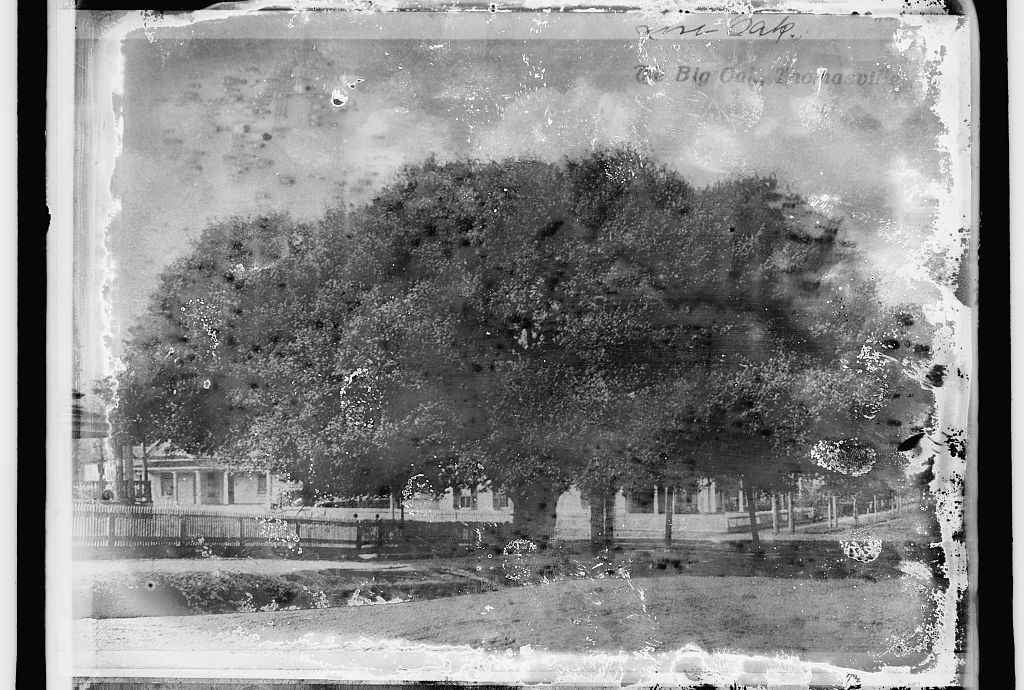 The Big Oak a century ago