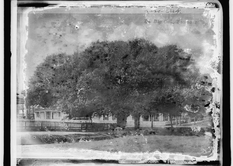 The Big Oak a century ago