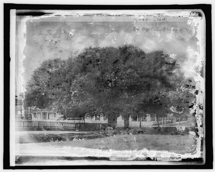 The Big Oak a century ago