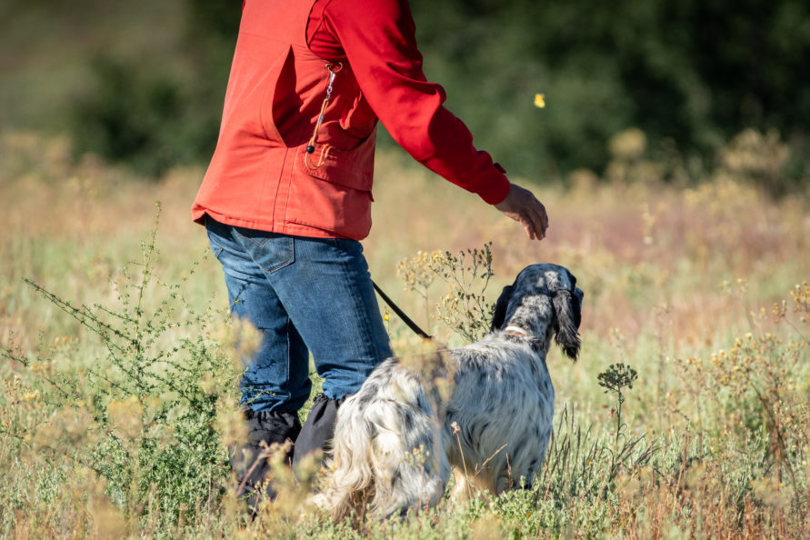 Quail Hunting