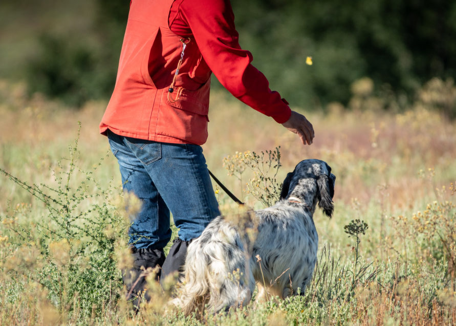 Quail Hunting